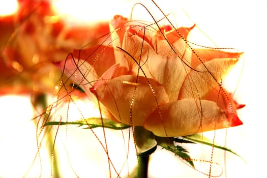 rose without hip without rosehip