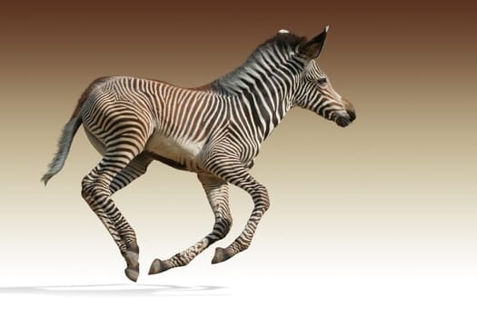 Zebra foals