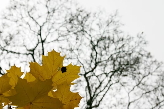 Leaves