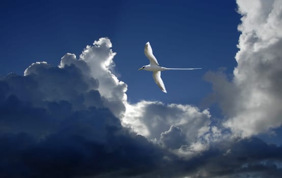 The White-tailed Tropicbird (Phaethon lepturus) is the smallest of the three species of tropicbird. He spends most of his time on the open sea of the tropical oceans. Half of the 80 cm body length of the white-tailed tropicbird is accounted for by the tail.
