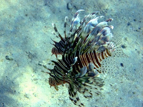 Lionfish