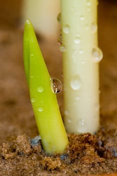 Sprout