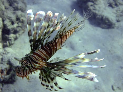 Lionfish