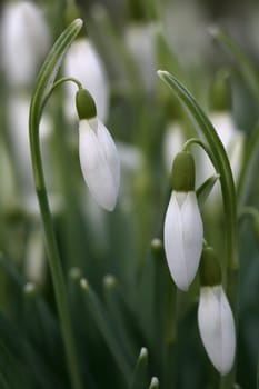Snowdrop