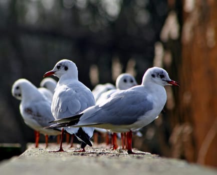 Seagull meeting