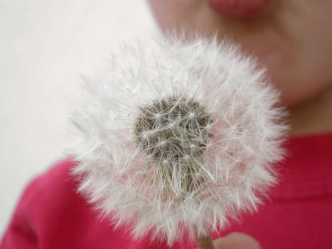 Dandelion
