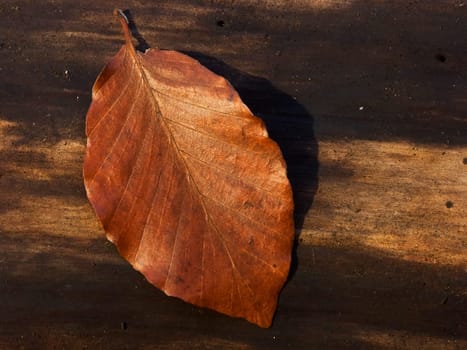 Brown leaf on tree trunk