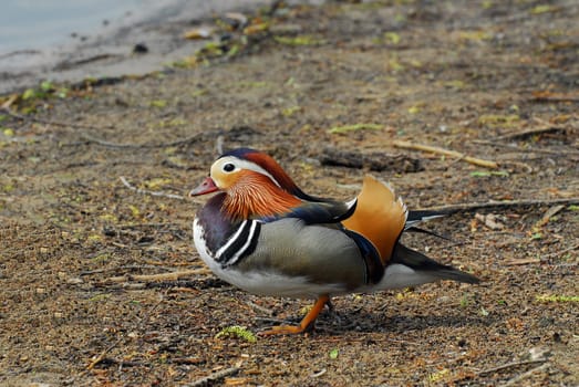 Mandarin