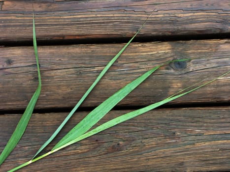 Grass on wood