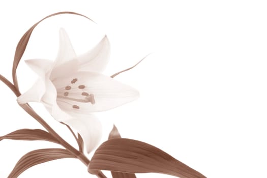 Lily