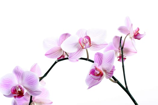 Orchids