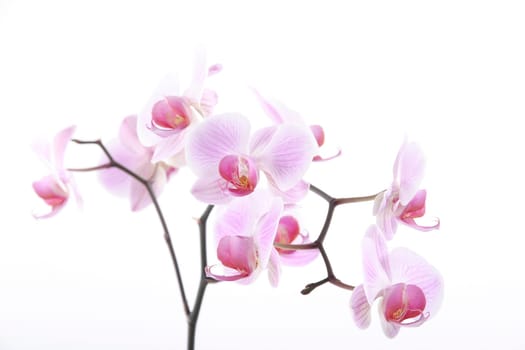 Orchid