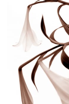 Lily