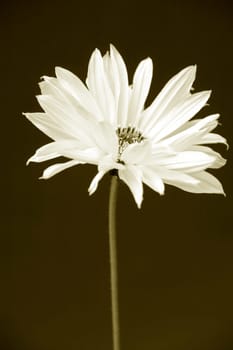 Heliopsis