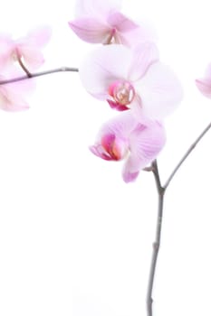 Orchid