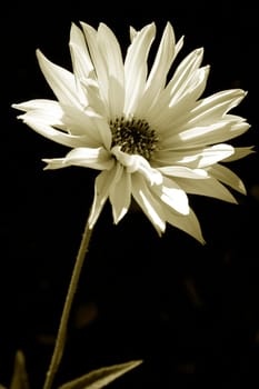 Heliopsis