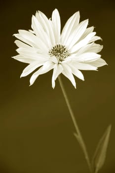 Heliopsis