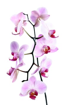 Orchids