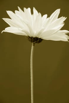 Heliopsis
