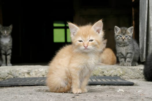 Kitten redhead