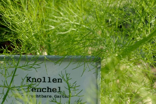 Bulbous fennel
