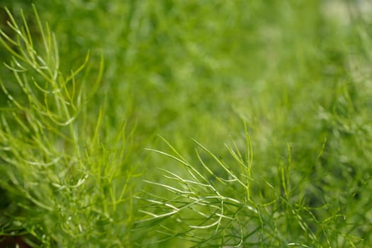 Fennel