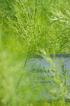 Fennel