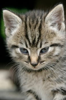 Kitten