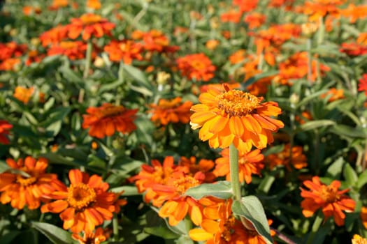 Zinnia elegans - Zinnie