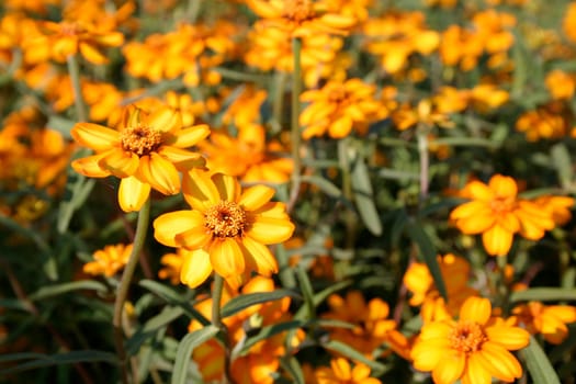 Zinnia elegans - Zinnie