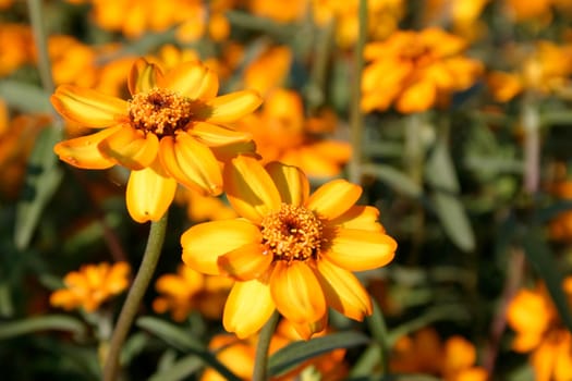 Zinnia elegans - Zinnie