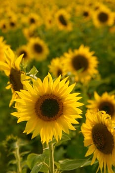Sunflowers