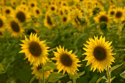 Sunflowers