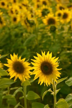 Sunflowers