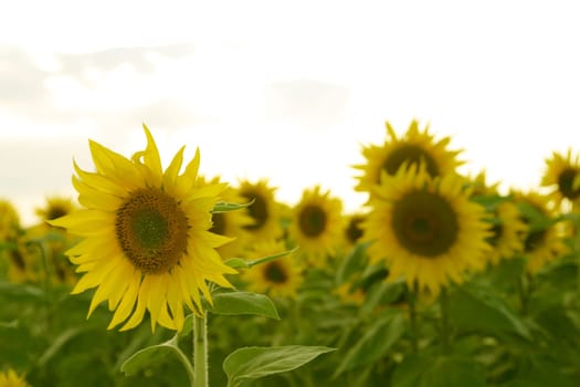 Sunflowers
