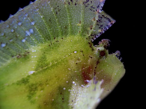 Leaf fish have a leaf-shaped,laterally flattened body. As with other scorpion fish,their hard rays are associated with venom glands. However,the poison is weaker than in their relatives. In case of threat or in case of imminent prey start