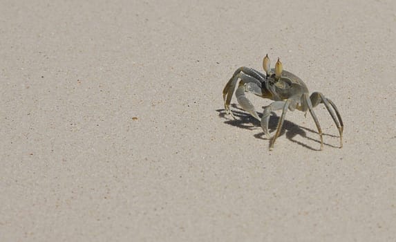 The beach crab is one of the crustaceans,which,with almost 30,000 species,form one of the most common groups of forms of marine fauna. Like almost all major cancers,it also belongs to the decapod crabs.