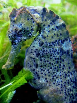 Long-nosed seahorse
