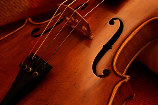 Viola