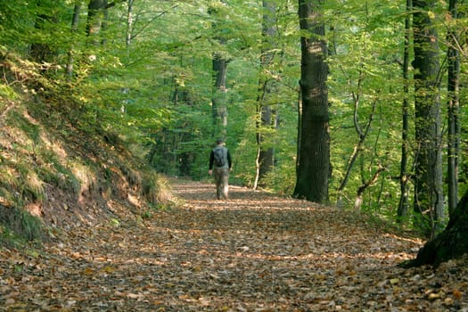 Hikers,forest path