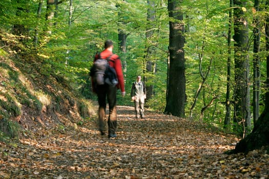 Hikers,forest path