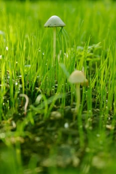 Grass,dewdrops,mushrooms