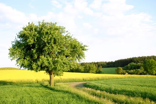 Tree,Fields,Sky