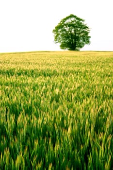 Tree,Field,Sky