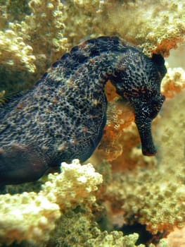 Seahorse Male