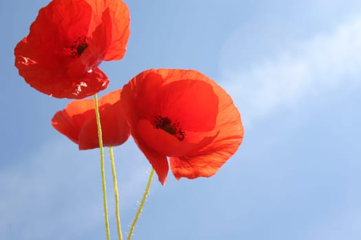 Poppies,Sky