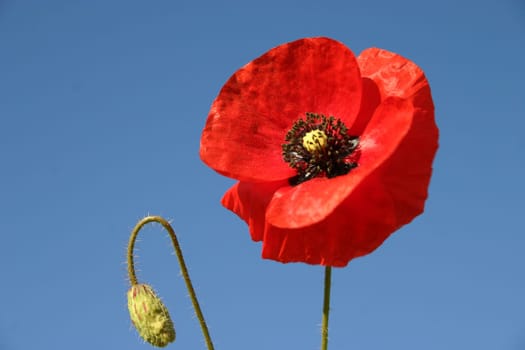 Poppy,Sky
