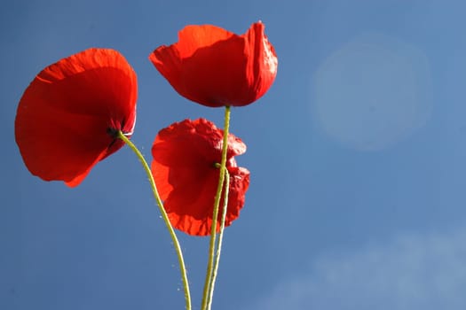 Poppies,Sky