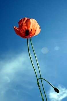 Poppy,Sky