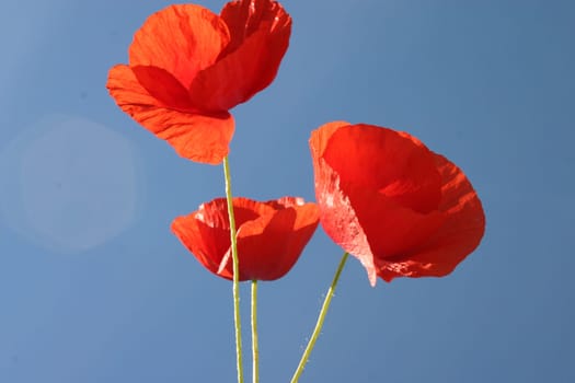 Poppies,Sky
